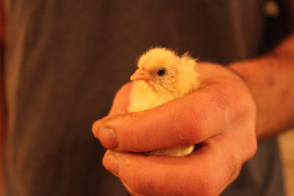 Kyckling i hand