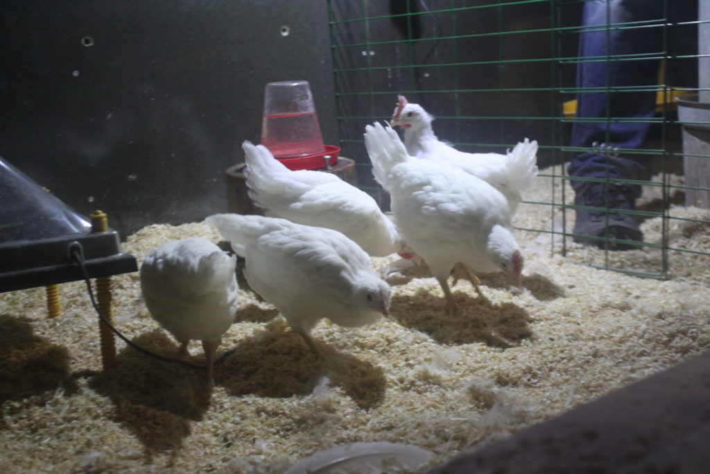 Kycklingarna flyttar till hönshuset Nygårds